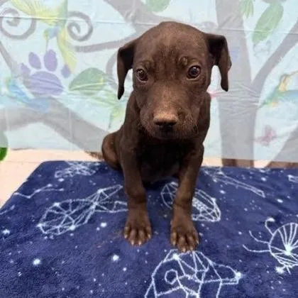 A baby large-sized male Mixed Breed dog named Carlos for adoption in Munster, IN