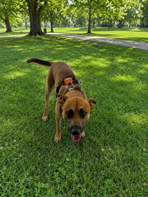 A young medium-sized male Terrier dog named Ricky for adoption in Miami, FL