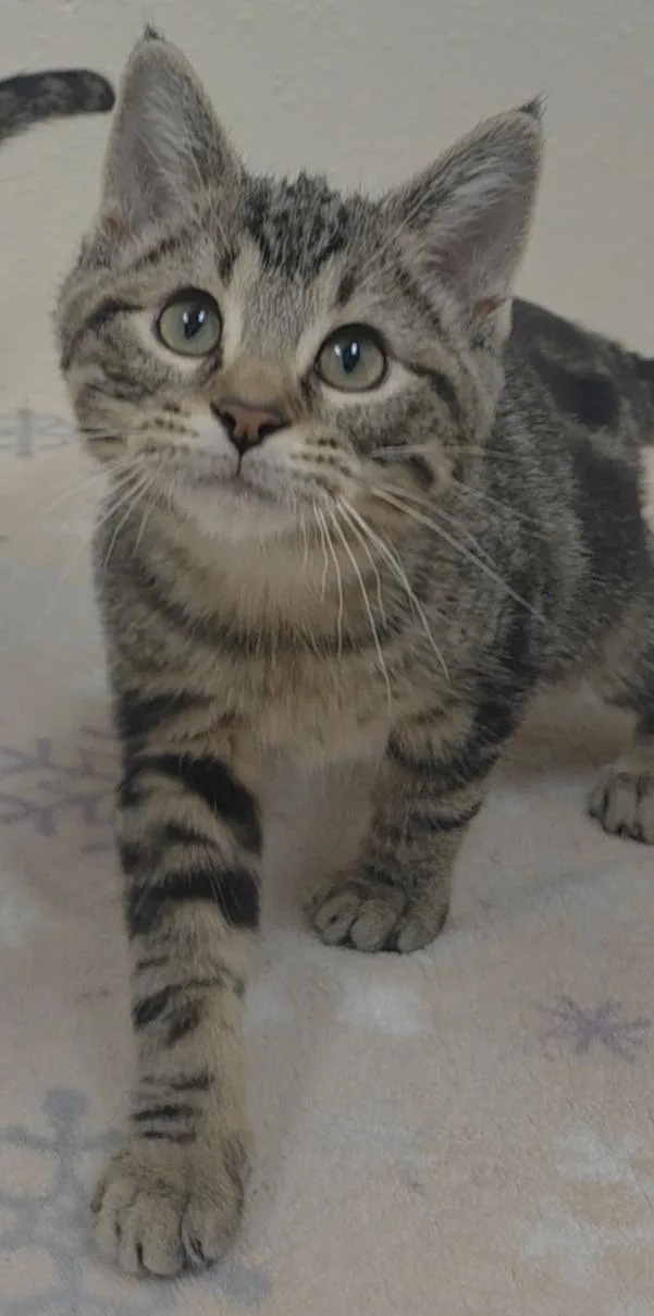 A baby small-sized male Tabby (Brown / Chocolate) Domestic Short Hair cat named Hoover for adoption in Red Wing, MN
