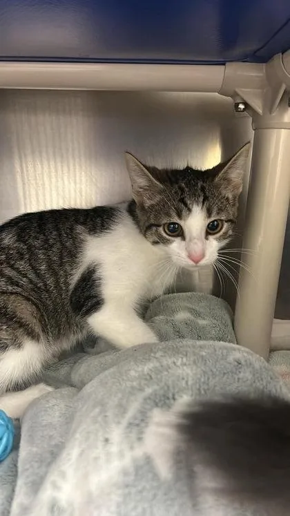 A baby small-sized female Domestic Short Hair cat named Olivia for adoption in Annapolis, MD