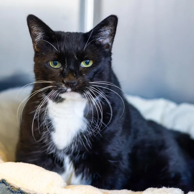 A senior large-sized female Black Domestic Short Hair cat named Itsy for adoption in Newark, DE