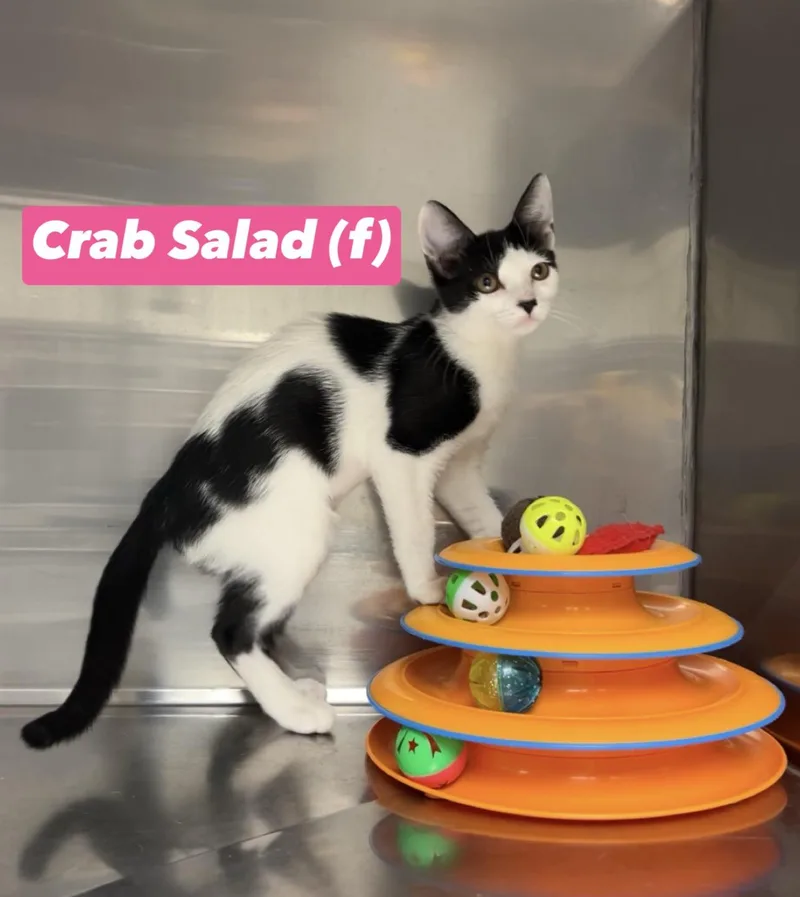 A baby medium-sized female Black Domestic Short Hair cat named Crab Salad for adoption in Montville, NJ