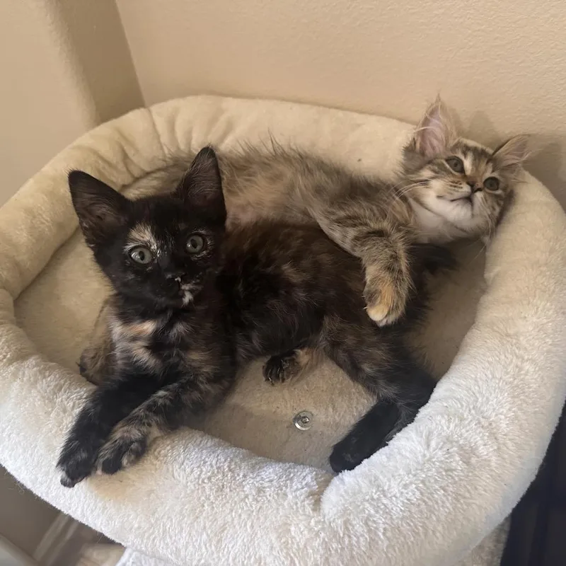 A baby small-sized female Brown / Chocolate Domestic Short Hair cat named Glitterbug for adoption in Tustin, CA