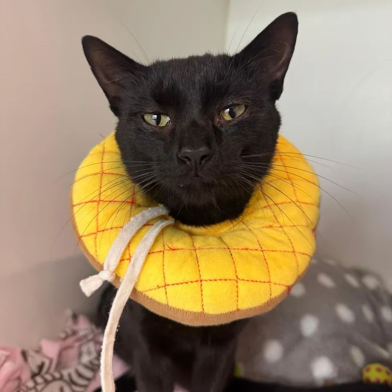 An adult medium-sized male Black Domestic Short Hair cat named Blackberry for adoption in Dearborn, MI