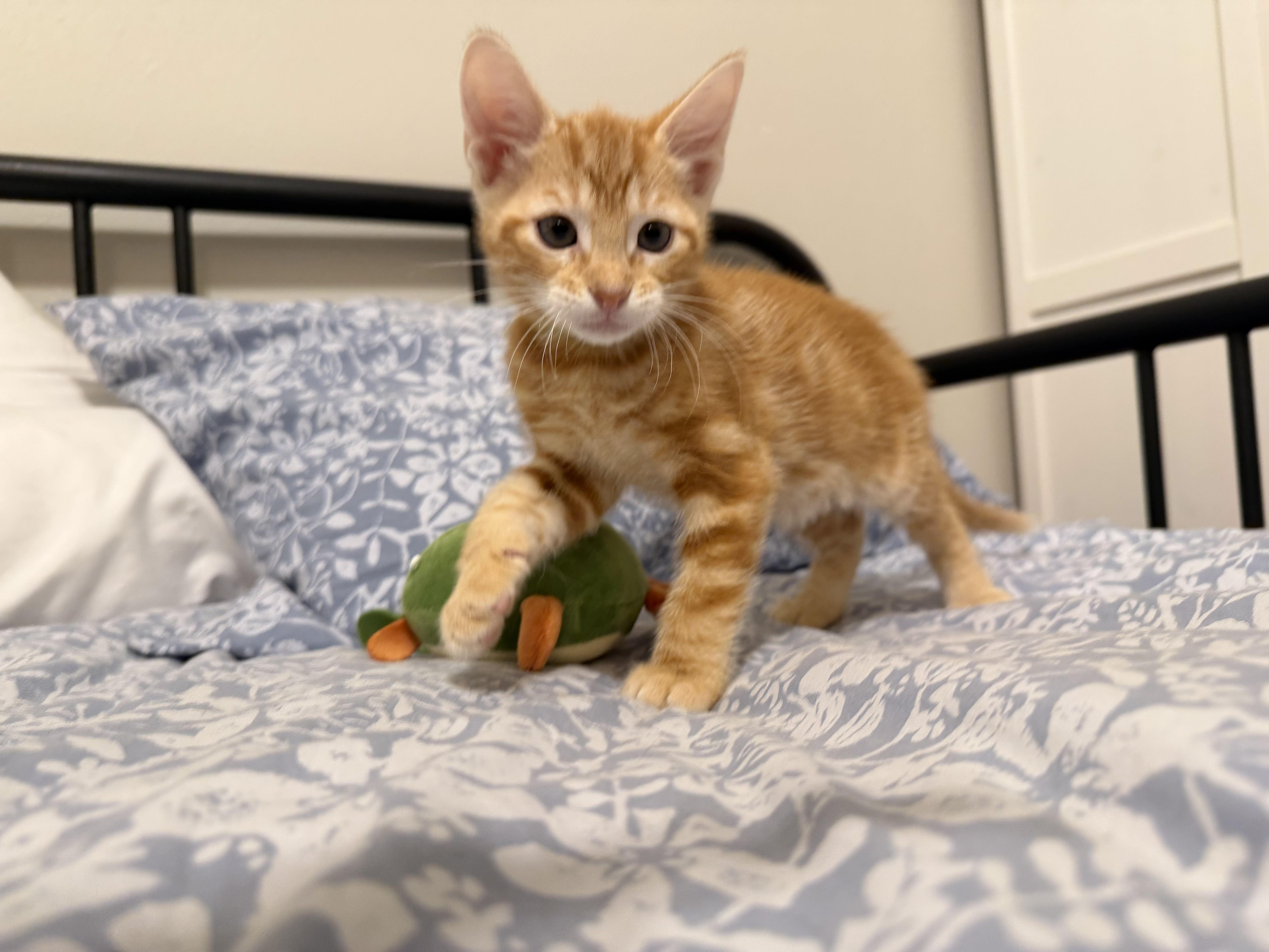 A baby medium-sized male Tabby (Orange / Red) Domestic Short Hair cat named Horny Toad for adoption in Bryan, TX