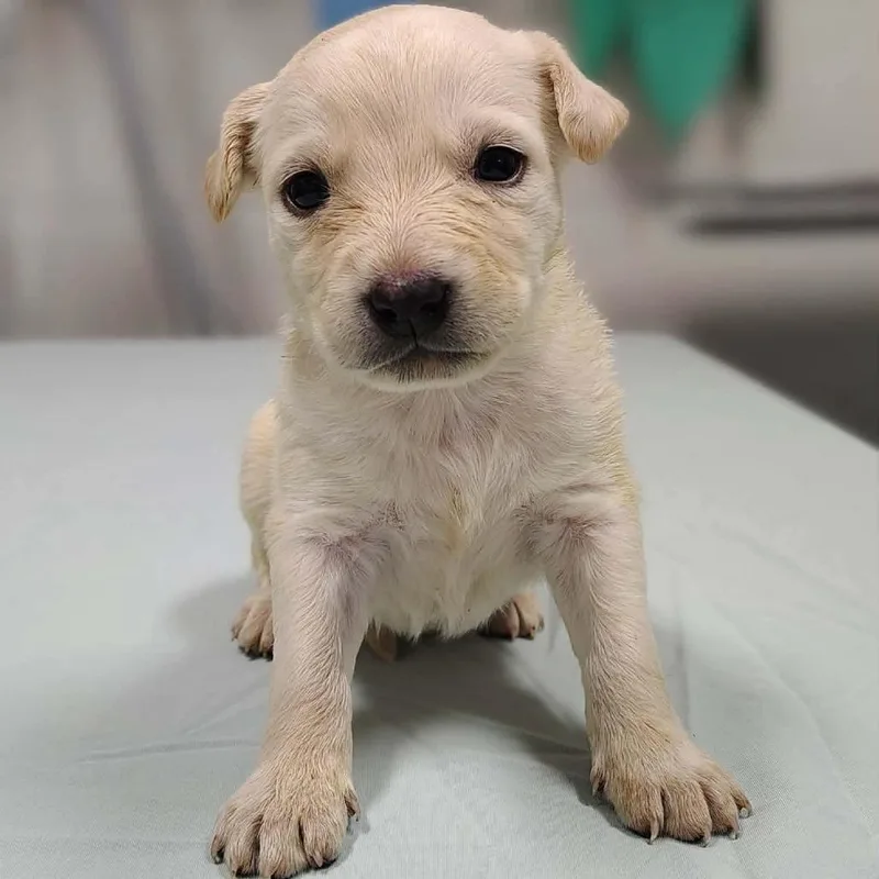 A baby medium-sized female White / Cream Labrador Retriever dog named Haddie for adoption in Griswold, CT