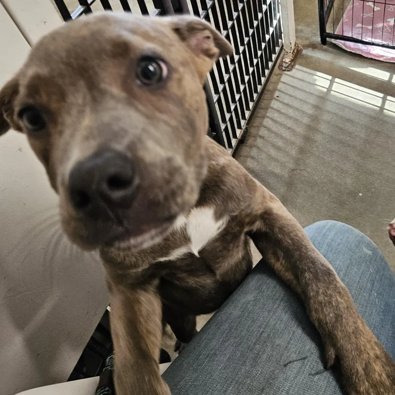 A baby medium-sized female Pit Bull Terrier dog named Raisin for adoption in The Dalles, OR