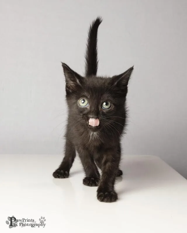 A young medium-sized male Black & White / Tuxedo Domestic Short Hair cat named Binx for adoption in Maryville, TN