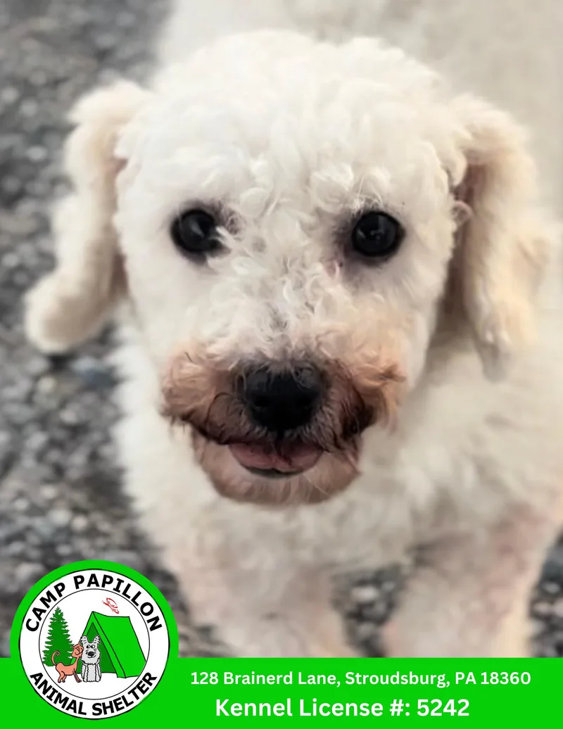 An adult small-sized female Bichon Frise dog named Rhonda for adoption in Stroudsburg, PA