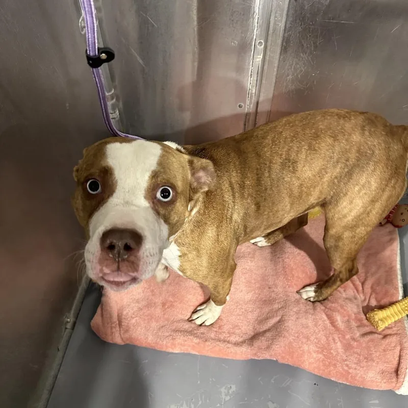 An adult medium-sized female Yellow / Tan / Blond / Fawn Pit Bull Terrier dog named Ramona for adoption in Binghamton, NY