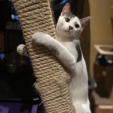 Lexington thumbnail 2