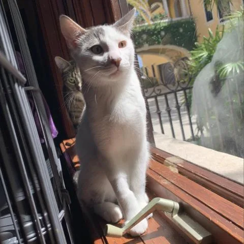 Lexington thumbnail 3