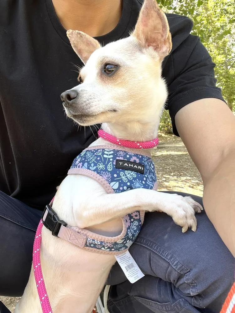 An adult small-sized female White / Cream Chihuahua dog named Raven for adoption in Studio City, CA