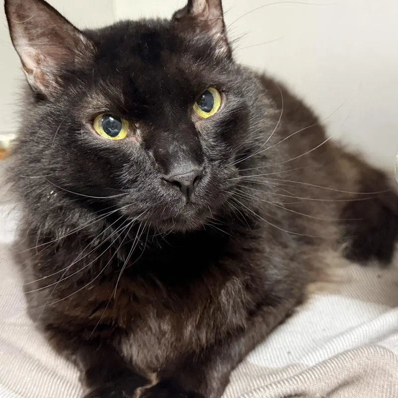 An adult medium-sized male Domestic Long Hair cat named Muckmuck for adoption in Columbia, SC