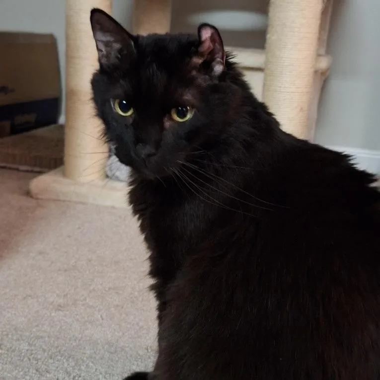 Muckmuck thumbnail 3