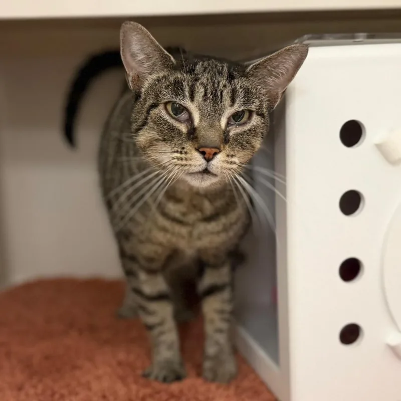 An adult medium-sized female Brown / Chocolate Domestic Short Hair cat named Lola for adoption in Sarasota, FL