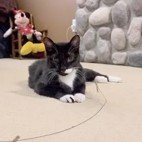 An adult medium-sized male Black & White / Tuxedo Domestic Short Hair cat named Pepper for adoption in Rochester, MN