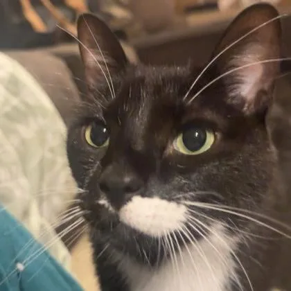 Pepper thumbnail 2