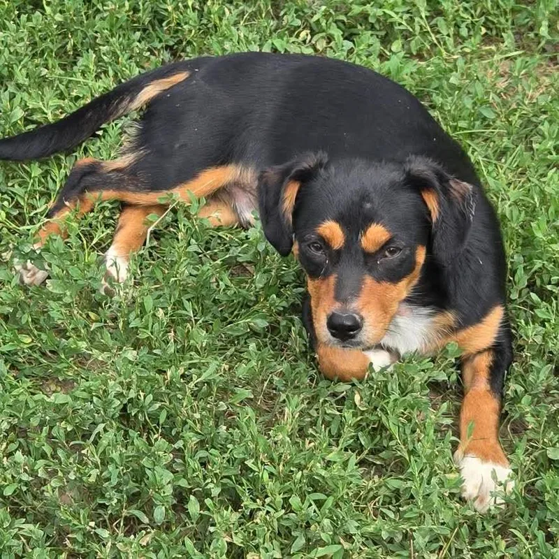 A young medium-sized male Black Chihuahua dog named Dash for adoption in Grand Island, NE