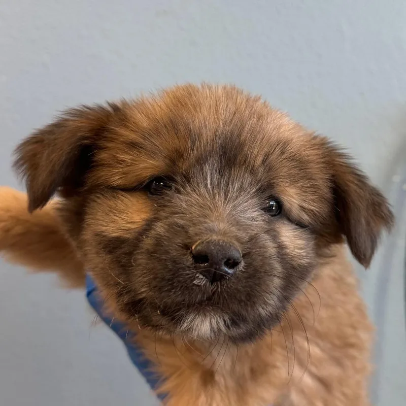 A baby small-sized female Brown / Chocolate Mixed Breed dog named 112528 for adoption in Las Cruces, NM