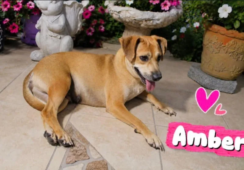 Amber