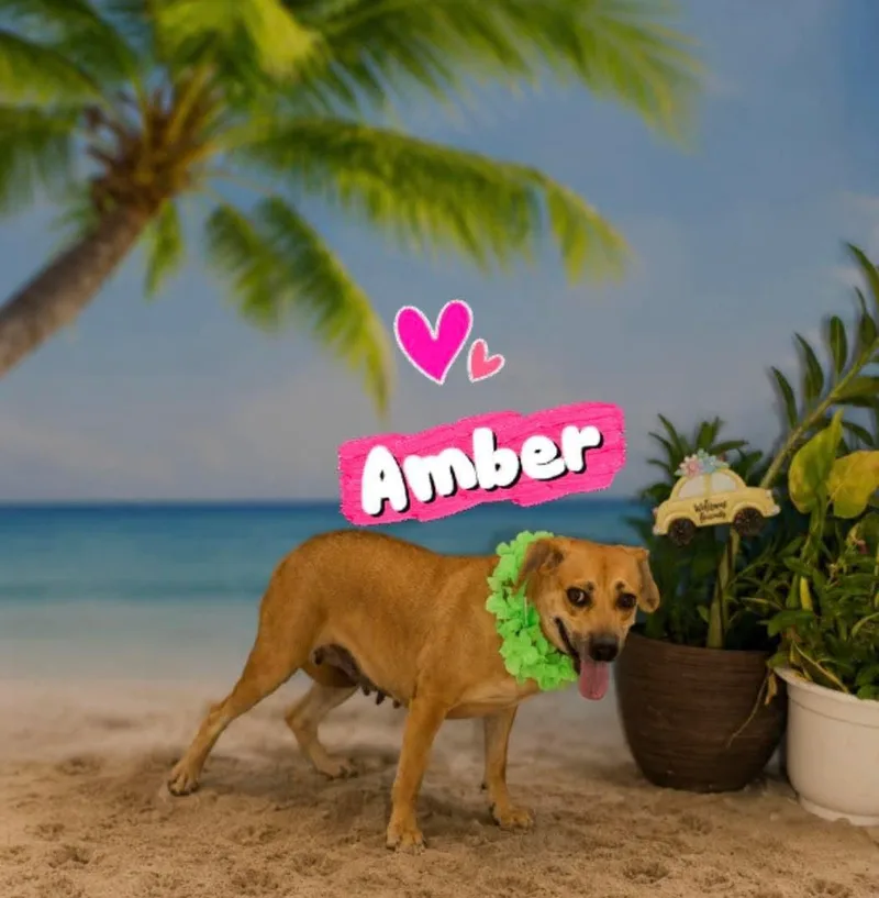 Amber thumbnail 3
