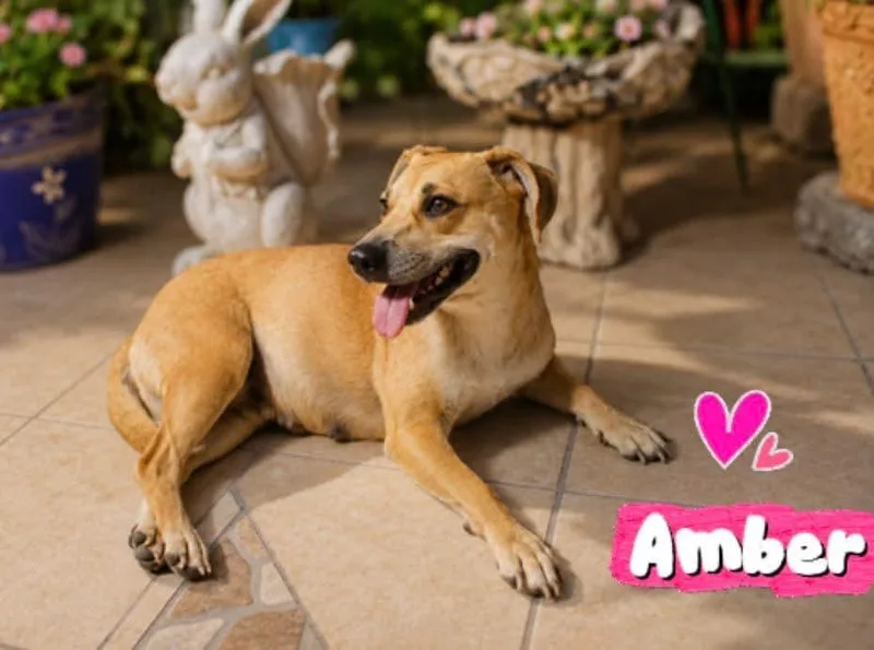 Amber thumbnail 4