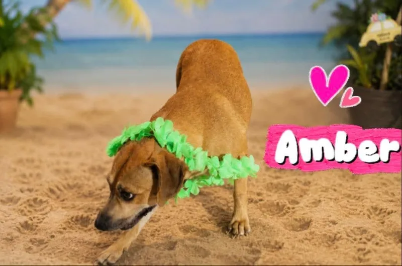 Amber thumbnail 5