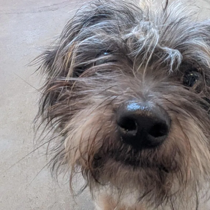 An adult small-sized male Mixed Breed dog named Sapphire for adoption in Pittsburgh, PA