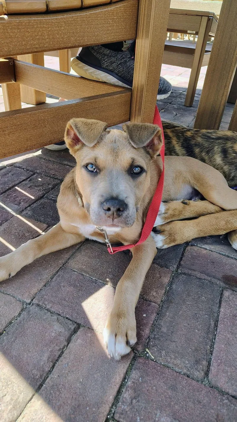 A baby medium-sized male Pit Bull Terrier dog named Tanner for adoption in New London, WI