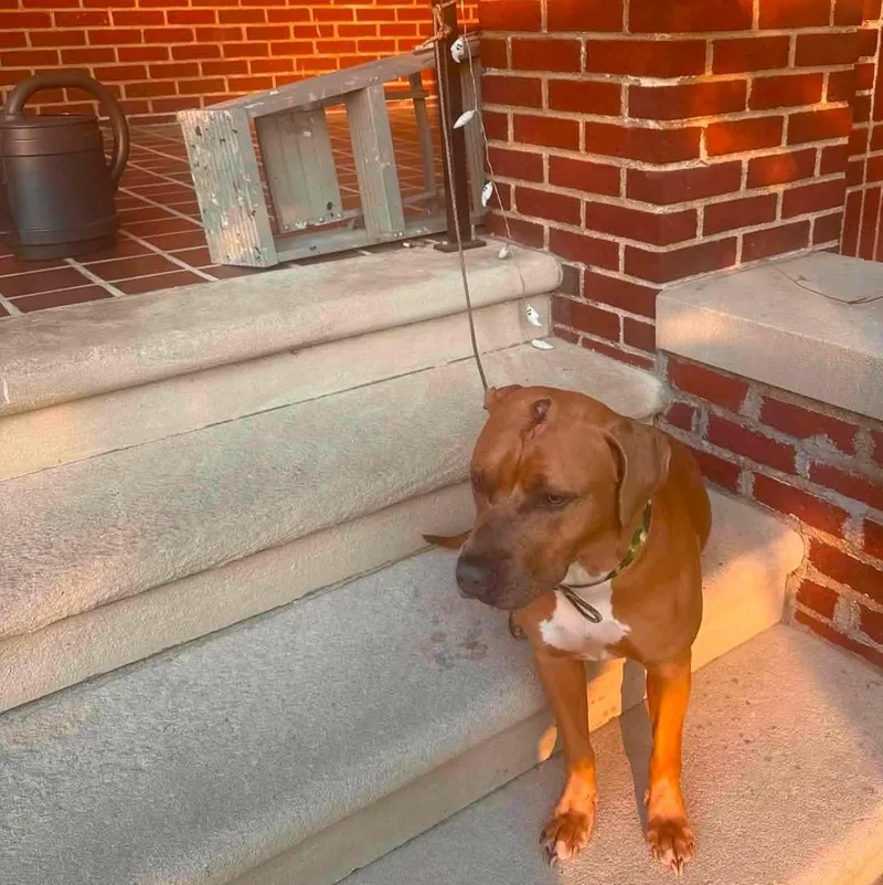 An adult large-sized male Golden American Staffordshire Terrier dog named Indy for adoption in Washington, PA