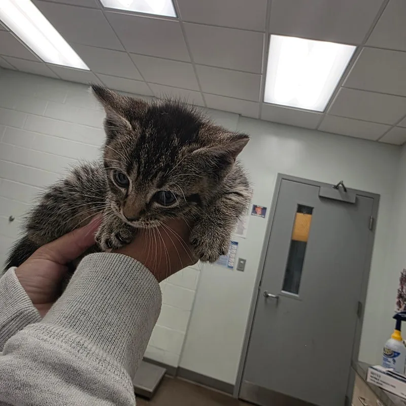 A baby small-sized male Brown / Chocolate Domestic Short Hair cat named Chai for adoption in Chattanooga, TN