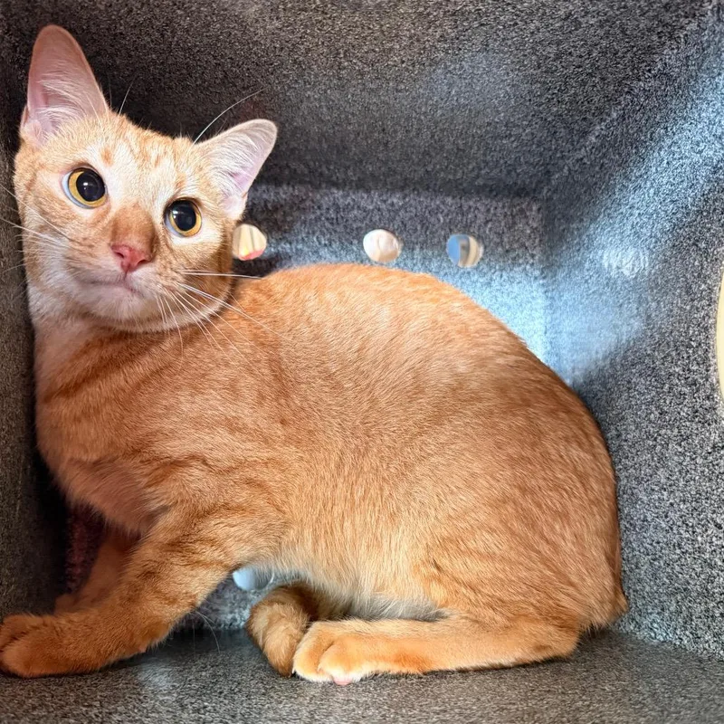 A young small-sized female Orange / Red Domestic Short Hair cat named Talli for adoption in Birmingham, AL
