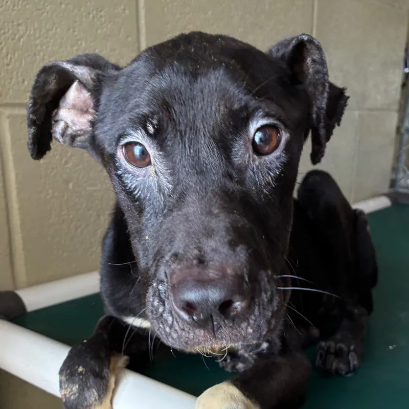 A young small-sized female Black Labrador Retriever dog named Bella for adoption in Bronson, FL