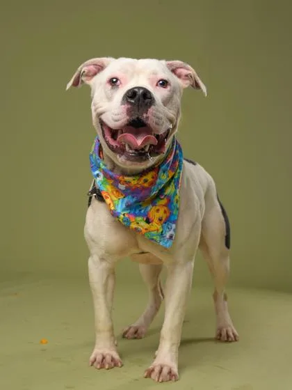 An adult large-sized male Pit Bull Terrier dog named Bruno for adoption in Atlanta, GA