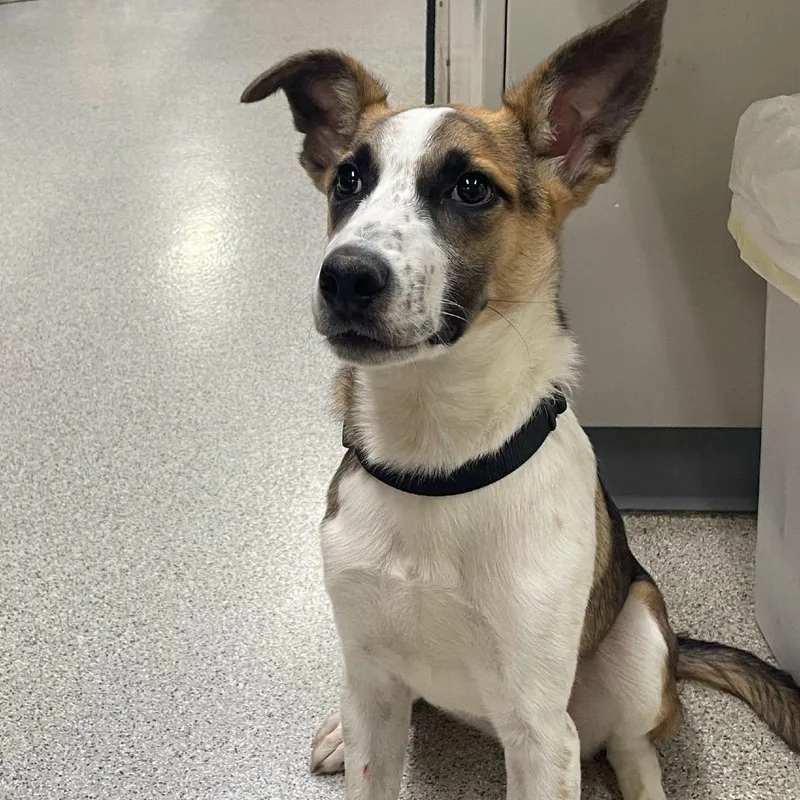 Hey Dude thumbnail 2