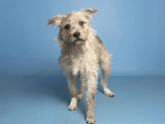 Shaggy