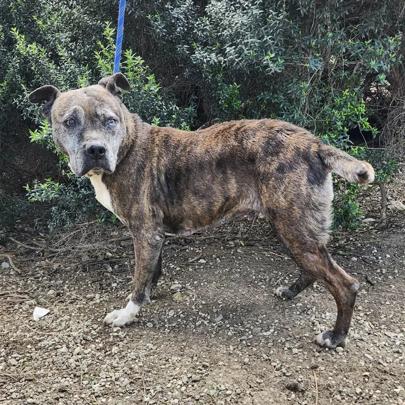 Hermione thumbnail 3