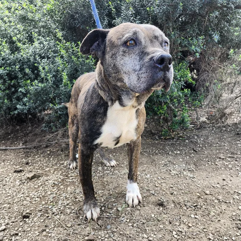 Hermione thumbnail 6