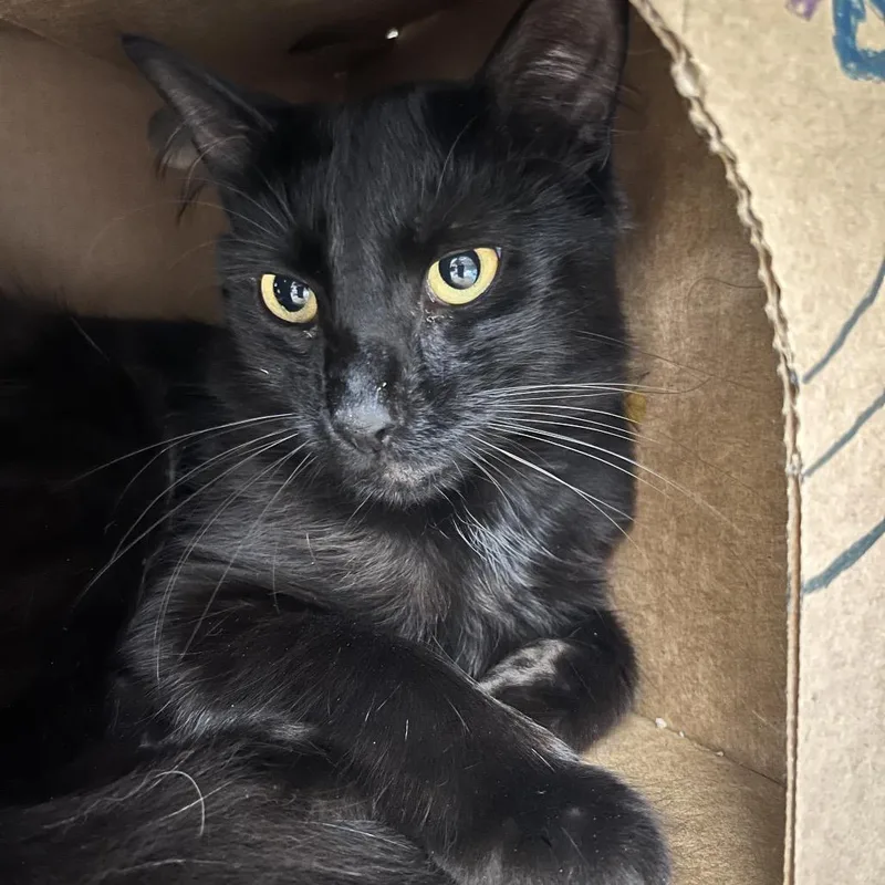 An adult medium-sized male Black Domestic Short Hair cat named Corn Cob for adoption in Novelty, OH