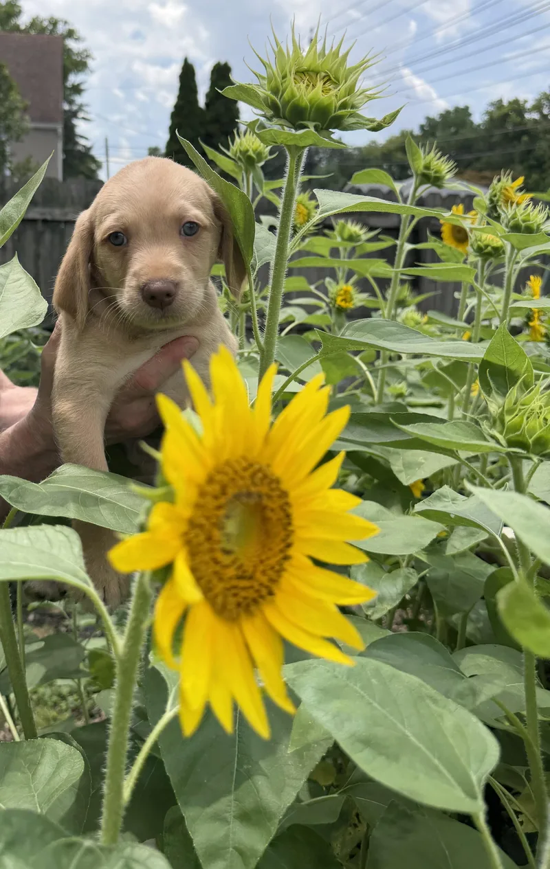 A baby small-sized male Spaniel dog named Merlin for adoption in Berlin, NJ