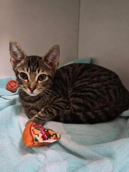 A baby small-sized male Domestic Short Hair cat named Gentleman for adoption in Savannah, GA