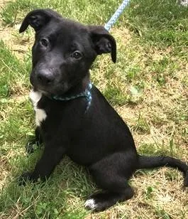 A baby medium-sized male Mixed Breed dog named Feta for adoption in Madison, NJ