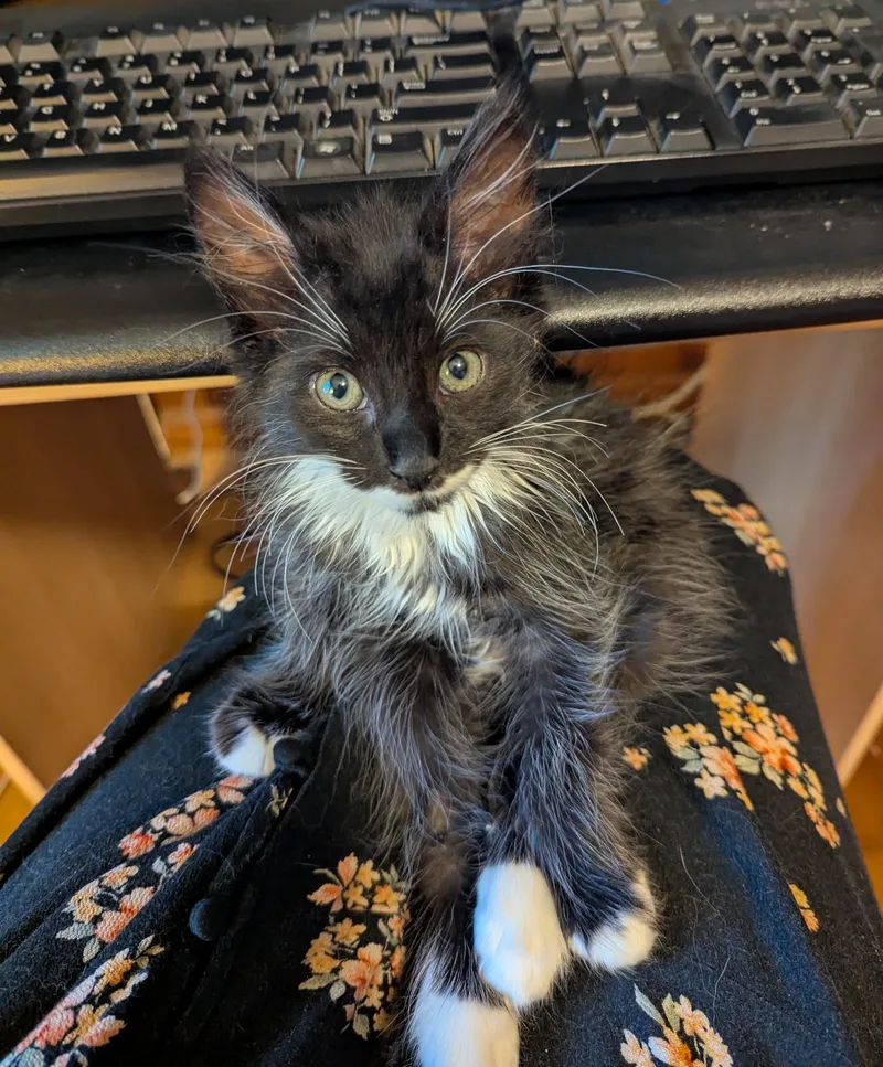 A young medium-sized male Black & White / Tuxedo Domestic Long Hair cat named Mark for adoption in Marietta, GA