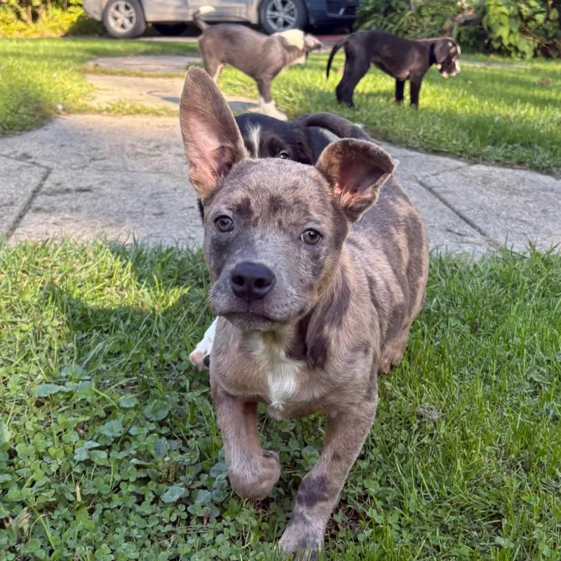 A baby medium-sized male Brown / Chocolate Catahoula Leopard Dog dog named Squeaker for adoption in Ferndale, MI
