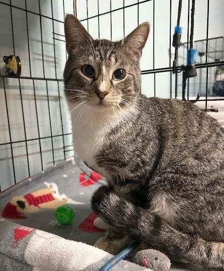 Nacho =^ ^=