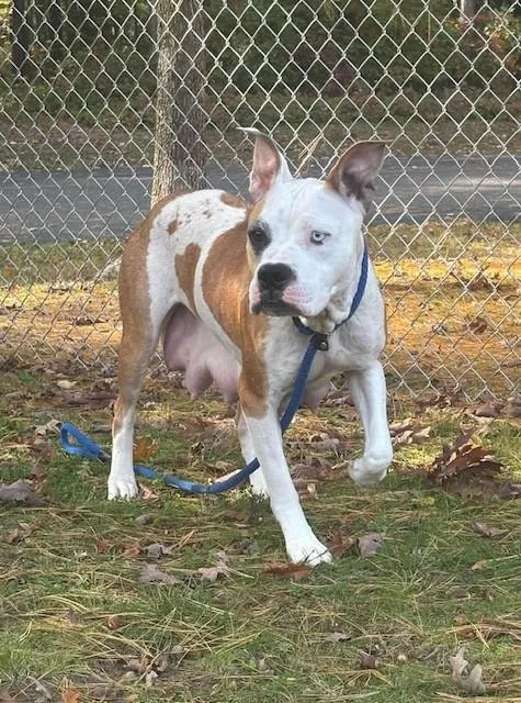 An adult medium-sized female Yellow / Tan / Blond / Fawn Pit Bull Terrier dog named Melinda for adoption in Prudenville, MI