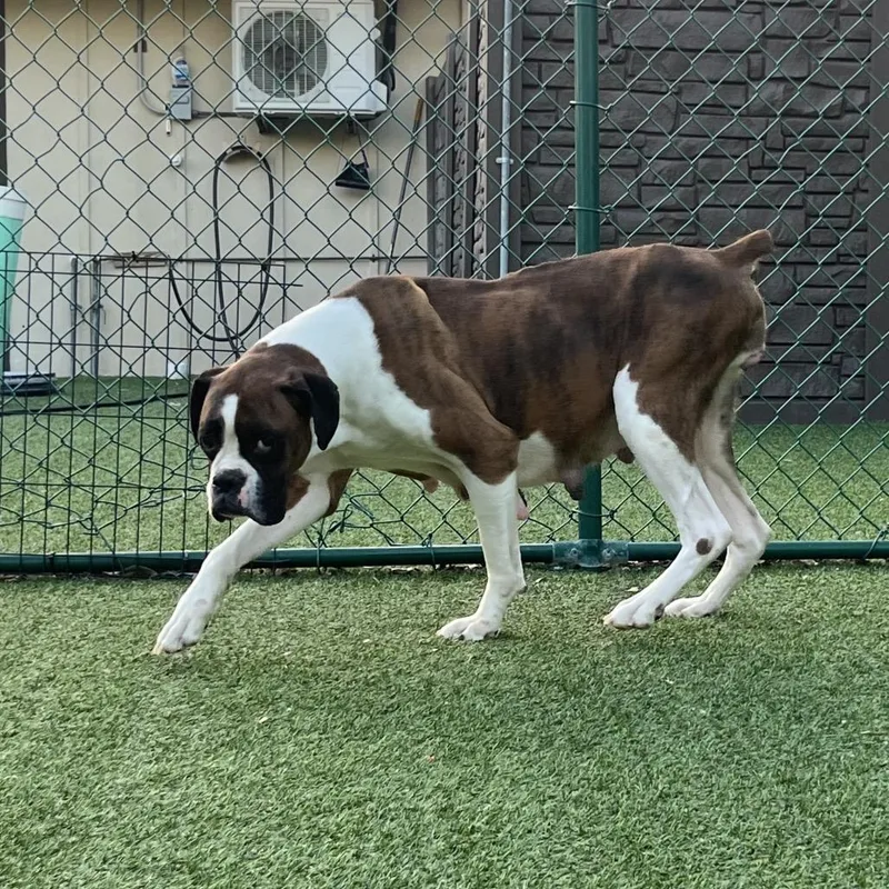 An adult large-sized female Brindle Boxer dog named Moxie for adoption in LOXAHATCHEE, FL