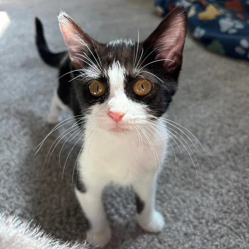 A baby small-sized female Gray / Blue / Silver Domestic Short Hair cat named Dune for adoption in Peachtree City, GA