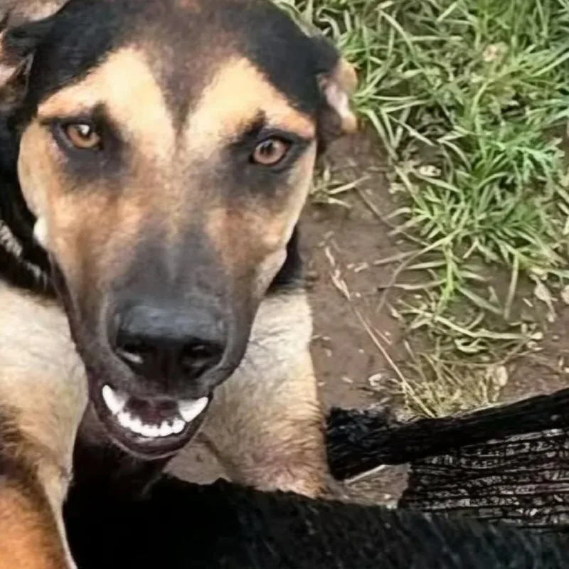 A young medium-sized male Black Hound dog named Magnum for adoption in Madill, OK